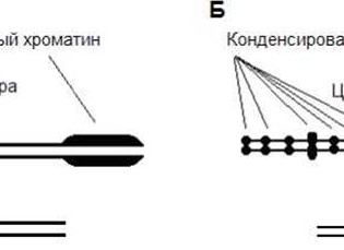 Диминуция